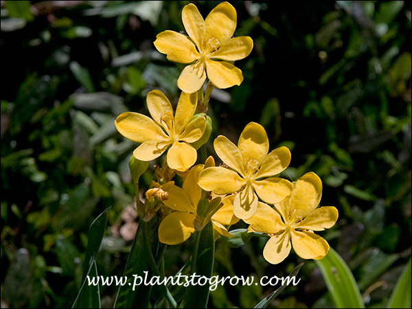 Butter yellow flowers